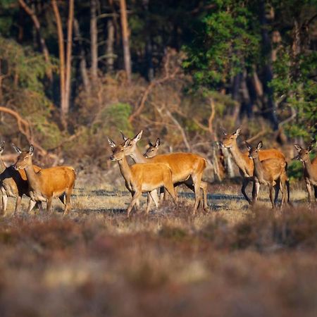 Вилла Omheind Chalet Met Prive Hottub. Op De Veluwe Вортхёйзен Экстерьер фото